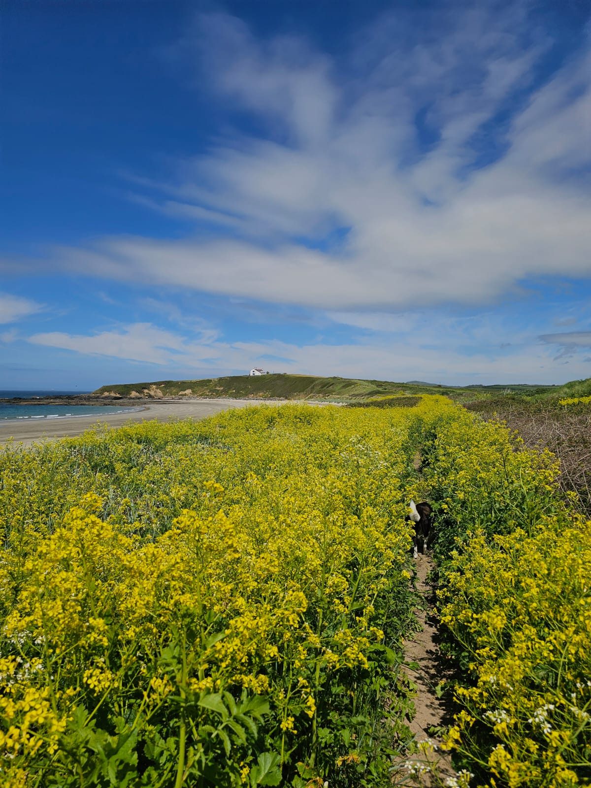 Yellow wildflowers along the Anglesey coastal path with views to the sea